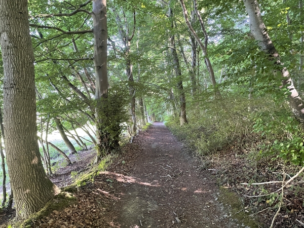 Nous sommes toujours sur le même chemin. Il longe ici la forêt de Ménonval.