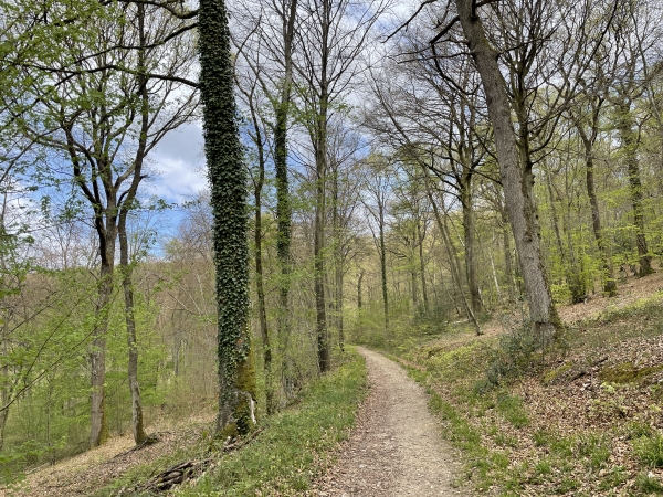 Nous sommes maintenant en forêt domaniale du Trait-Maulévrier, et prenons la direction du nord vers le carrefour des Quatre Chemins.