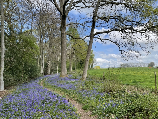 Nous quittons le GR211, pour profiter du sentier aménagé en lisière de forêt. Nous marchons entre les tapis de jacinthes des bois, qui bénéficient de la lumière de la lisière.