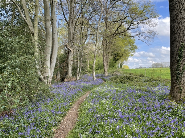 Le sentier n'est visible que sur les cartes récentes. Il est entretenu par des VTTistes, et serpente entre les arbres.