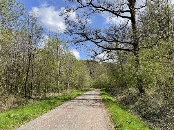 La route des Vaux est moins distrayante que le sentier des VTTistes, mais c'est une route forestière totalement déserte.