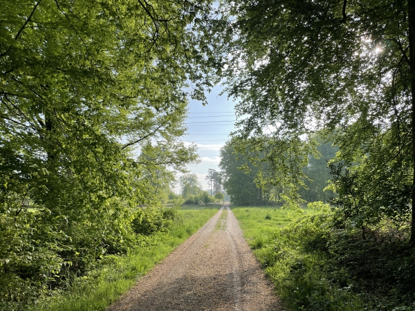 Arrivés au carrefour de chemins, nous prenons à droite la Route Forestière du Catelier.