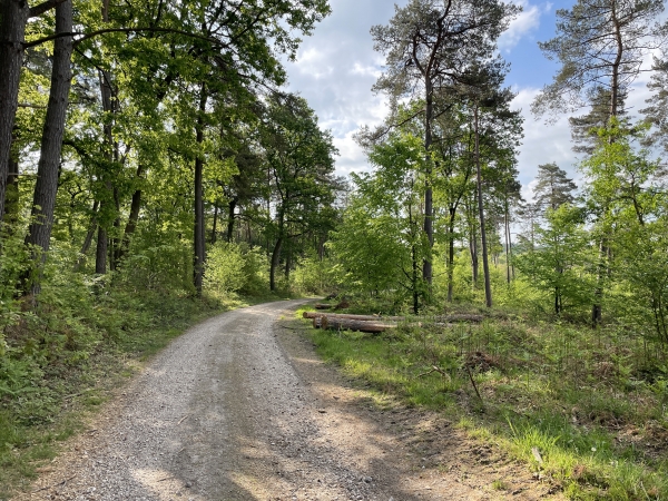 Nous sommes maintenant sur la Route Forestière des Planitres, en direction de la Haye des Perques.