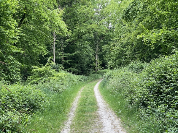 Nous arrivons à la pointe du massif de Saint-Paul, qui domine Yainville. Nous allons tourner autour du sommet, pour marcher ensuite vers le nord.