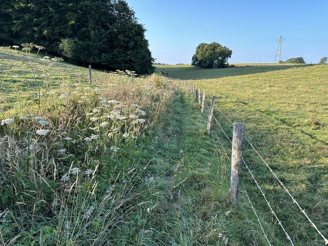 Avant d'entrer dans le bois de la Rochefoucault, le chemin est encombré de hautes herbes. Rien de méchant, mais c'est humide le matin, il y a des orties, et de profondes ornières sont cachées par la végétation. Attention aux chevilles...