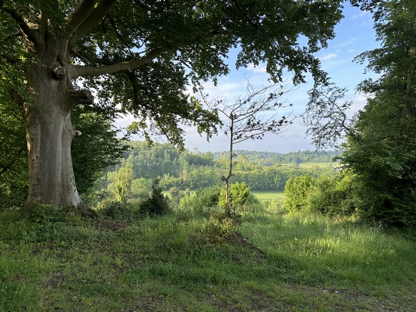 Nous montons vers la Plaine de Maucomble, en profitant de la vue sur la vallée de la Varenne, près de ce hêtre trapu.