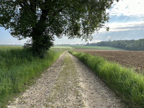 Le chemin du Pont-du-Thil traverse la Plaine de Maucomble. C'est un chemin plutôt rectiligne, mais pas désagréable.