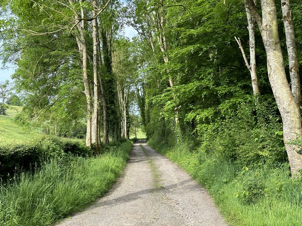 Arrivés en lisière de forêt, nous pourrions suivre ce chemin de la Garennerie et réaliser un circuit de 9,5km, adapté à une balade en famille avec des enfants. Ce n'est pas notre cas, nous prenons derrière nous le chemin qui monte en forêt.
