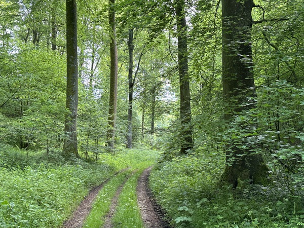 Nous montons en forêt domaniale d'Eawy en suivant ce large chemin qui rejoint la voie forestière de la Commission.