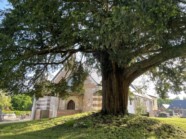 Comme souvent dans le département de l'Eure, un if multi centenaire se déploie dans le cimetière. Associés à l'immortalité en raison de leur longévité, les ifs ont été plantés dans les cimetières depuis le moyen-âge.