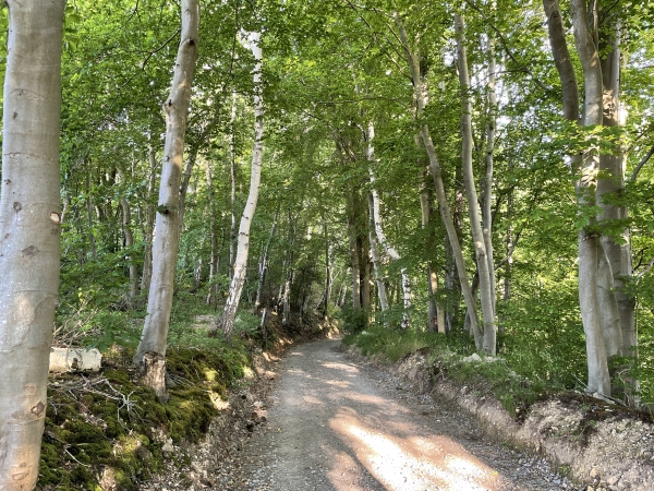 Nous descendons vers la Seine par le chemin de La Roche. Cette voie très ancienne, reliait le passage d'eau à Bourg-Achard.