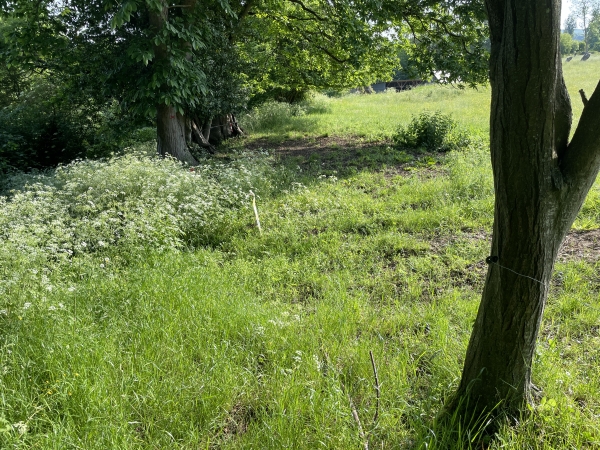 Nous sortons du bois. Le chemin traverse un pré. Nous n'avons pas trouvé de passe-clôture, nous passons sous la clôture électrifiée qui est placée assez haute.