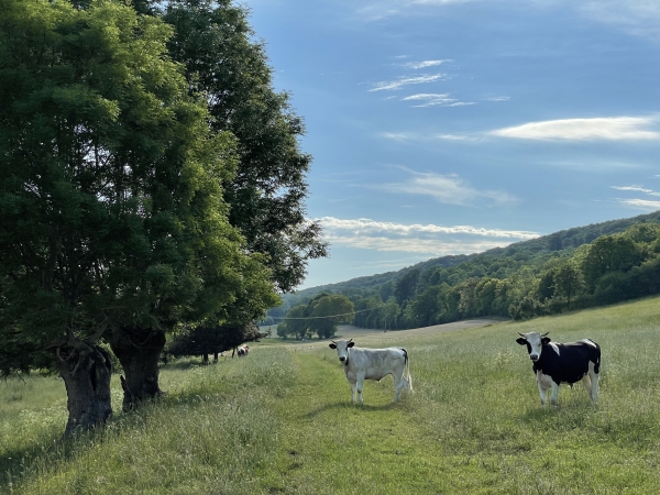 Les jeunes boeufs semblent surpris de voir des randonneurs dans leur pré.