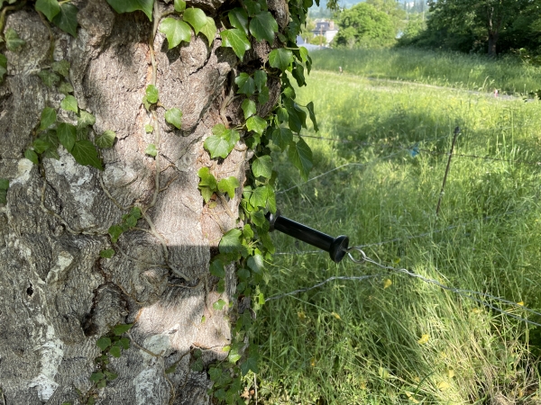 La sortie du pré est simplifiée avec ce crochet de clôture.