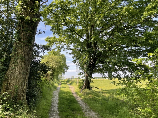 Nous suivons le chemin de la Houssaye jusqu'à la Croix Simon.