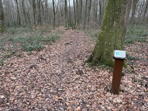 Après avoir traversé Ventes-St-Rémi, nous retrouvons la forêt d'Eawy et suivons le sentier pédagogique Chemin des Ecoliers. C'est un chemin tortueux, agréable après les allées forestières rectilignes, et balisé de vert.