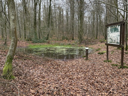 Le Chemin des Ecoliers présente de nombreuses espèces d'arbres et arbustes, et ici une mare.