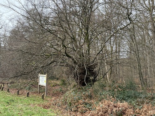 La route forestière de Bully est une route asphaltée ouverte à la circulation. C'est une ligne droite assez ennuyeuse, mais elle permet de s'étonner devant le Hêtre à Broussins, arbre aux formes torturées, à l'opposé des futaies où son espèce développe un tronc long, mince et dégagé.