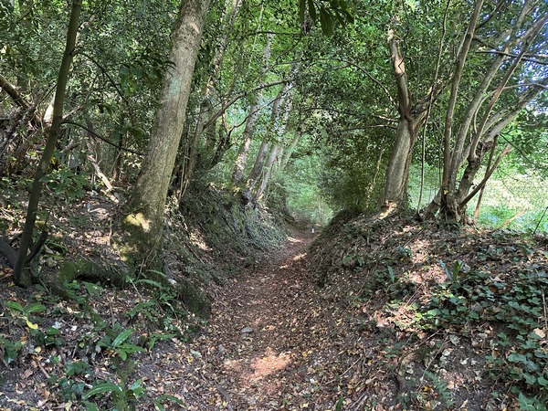 Au bout du quai, nous traversons la D81 et montons en forêt départementale de Villequier en suivant les balises du GR2.