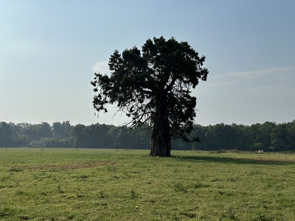 Près du château, nous longeons la cour du Cèdre, où se trouve ce magnifique... séquoia !
