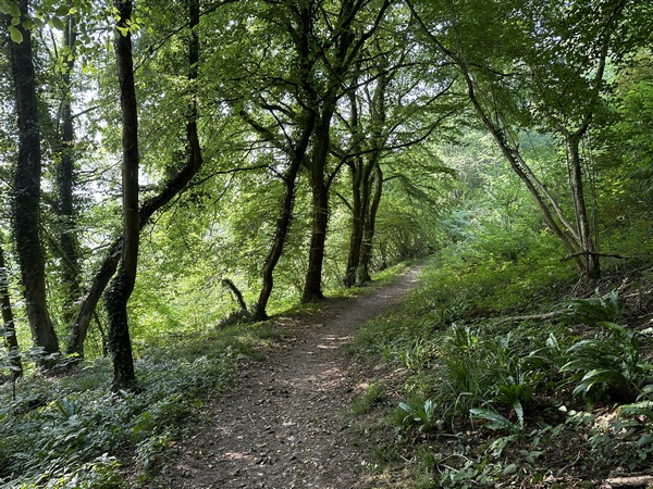 Nous contournons la Cour du Cèdre par le chemin de la Haurée, et descendons le coteau boisé.