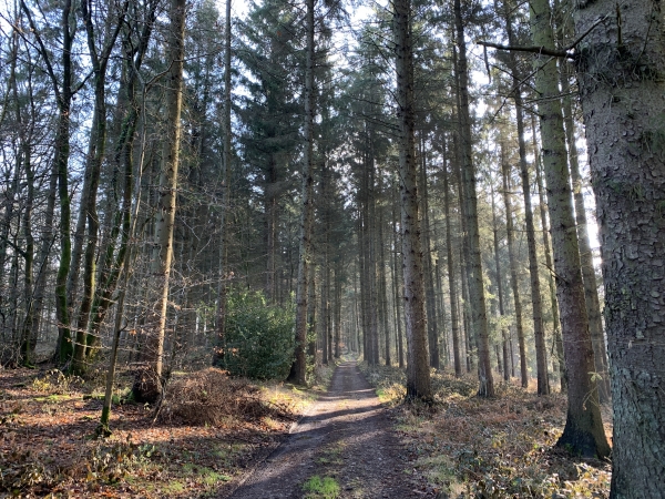 Après le château, un court et discret sentier nous permet de rejoindre le chemin des Faitiers dans le Grand Bois.