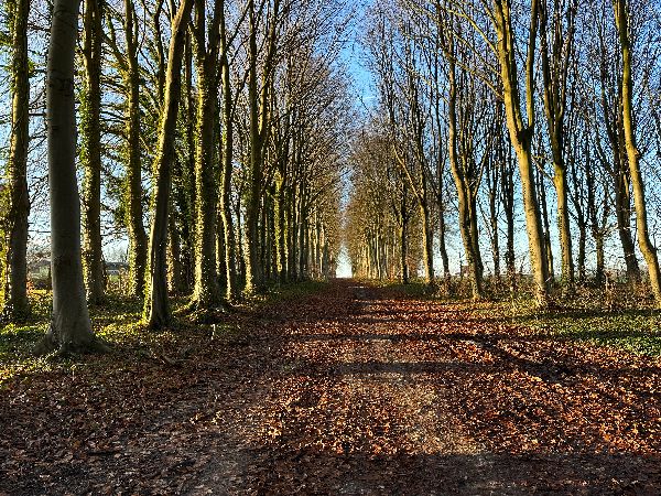 Ancienne allée du château de Bosmelet, bordé de hêtres, nombreux dans la région, et qui ont donné leur nom (alta fagus) à Auffay.