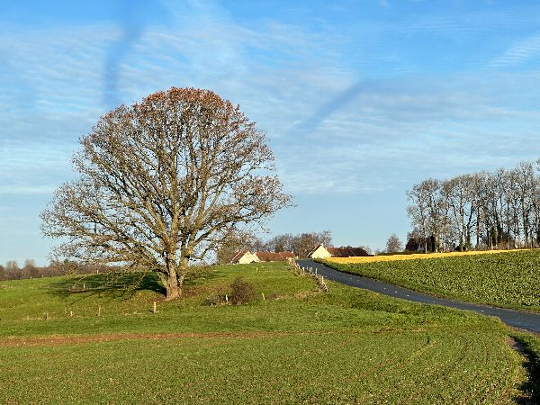 Magnifique arbre en bordure de la D3. Un chêne sans doute. Nous allons quitter la D3 pour suivre un chemin sur la gauche au niveau de la maison.