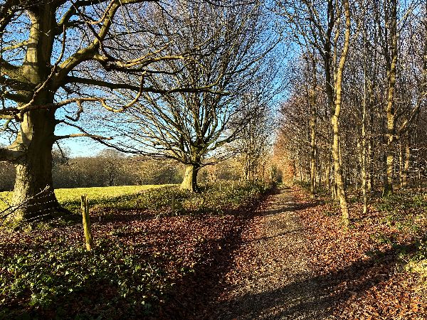 Dans le bois nous tournons vers le nord, en direction d'Auffay.