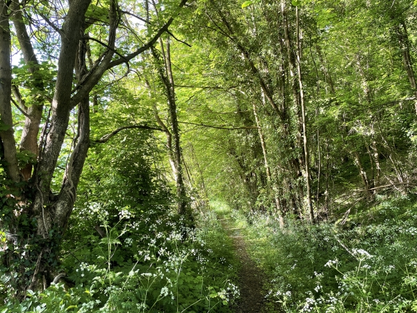 Notre chemin est bordé d'achillées millefeuilles.