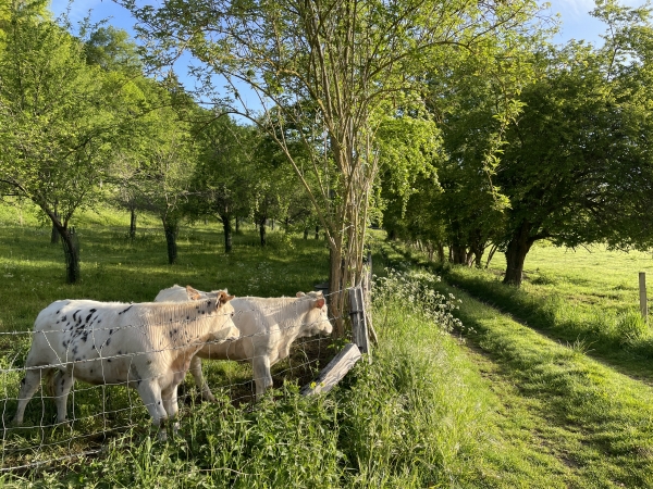 Nous sommes arrivés dans les marais de Seine. Même les génisses sont en admiration devant la beauté de ces chemins.