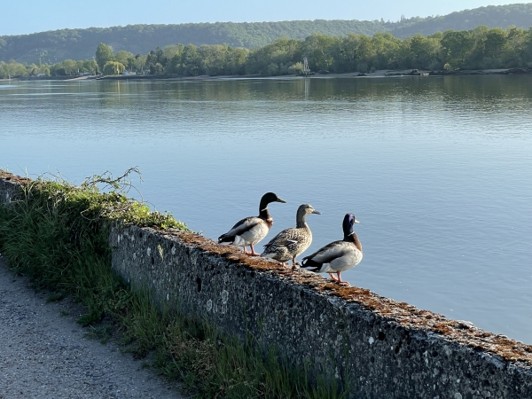 Mademoiselle et ses deux admirateurs profitent des paysages ensoleillés.