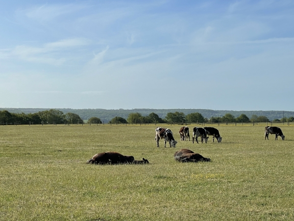 Les vaches sont au travail, les chevaux ont décidé de profiter du soleil.