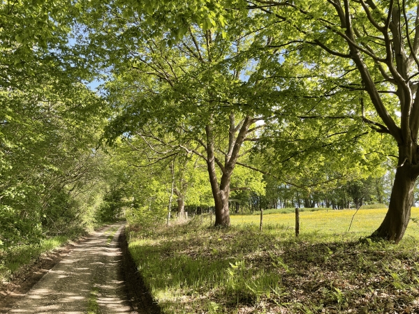 Nous sommes maintenant sur l'allée de la Ligne des Hêtres, en lisière est du Grand Bois.
