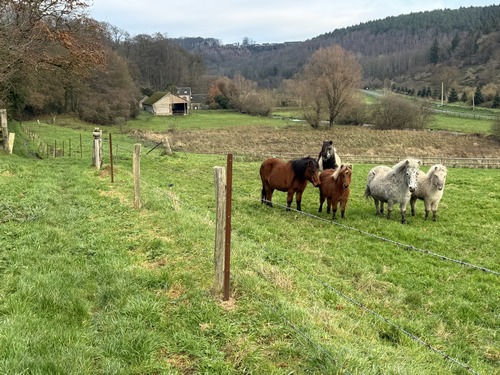 Le chemin avance maintenant en surplomb de la Ganzeville, avec de belles propriétés (voir l'album) et de nombreux animaux (poney, moutons...).