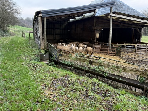 Les moutons sont habitués à voir du passage, et ne bougent pas.