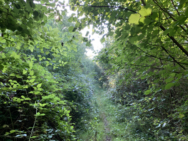 Après la D101, le chemin devient un sentier.
