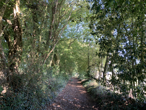 Nous suivons le chemin boisé qui relie la Mare Foulon à la Croix Simon.