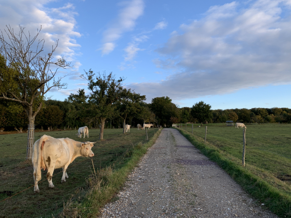 Nous passons entre les troupeaux pour rejoindre la forêt domaniale de Brotonne.