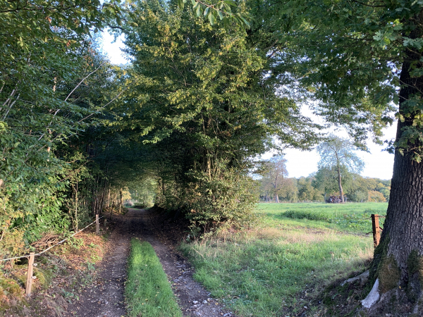 Nous entrons en forêt en suivant la route forestière de la Mare aux Boeufs.