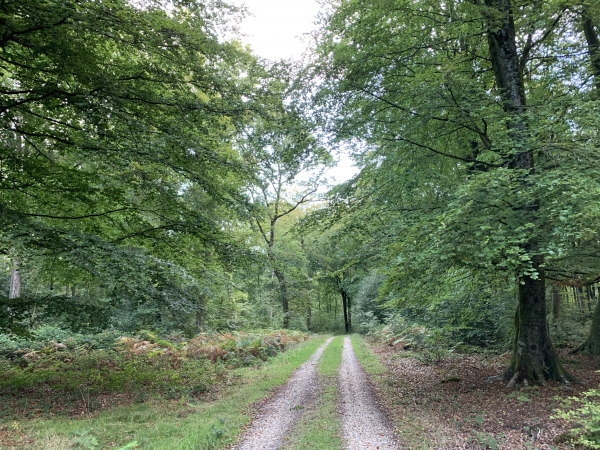 Nous allons quitter la route forestière de la Mare aux Boeufs pour descendre vers le Val du Furet.