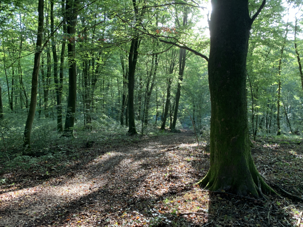 Nous montons au niveau du chemin du Gros Houx et suivons les sentiers jusqu'au chemin Santelette.