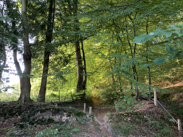 Nous suivons le G23 sur 800 mètres, et le quittons ici pour sortir de la forêt domaniale par ce discret passage qui conduit à un large chemin creux.