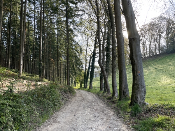 Le chemin de Brémare descend dans un vallon, avec à gauche la colline boisée, et à droite les prairies du Val de Card. On voit à droite une balise jaune et rouge du GRP Pays de Caux Vallée de Seine.