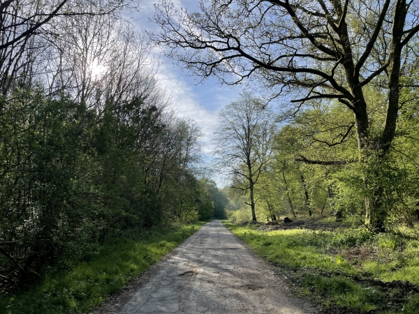 La route forestère des Vaux est rectiligne et asphaltée sur une bonne partie, mais elle offre les paysages de la forêt domaniale, entre les collines de l'Ouraille et celle de Coquesoit.