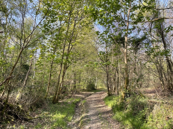 Forêt domaniale du Trait-Maulévrier, colline du Puits Bourdon.