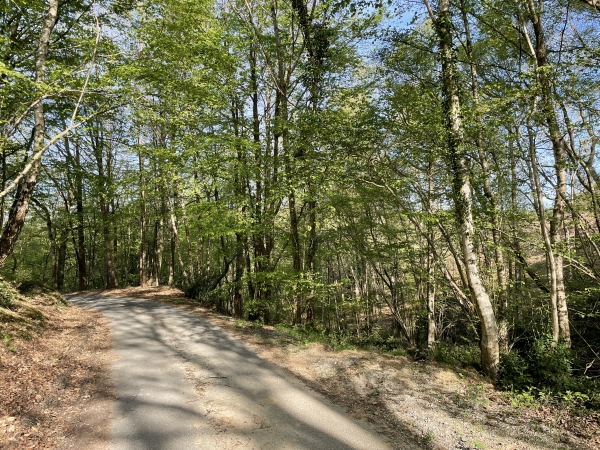 Après le hameau, nous descendons la petite route de la Haute Voie, et allons la couper, ici à droite, par un chemin dans le bois.