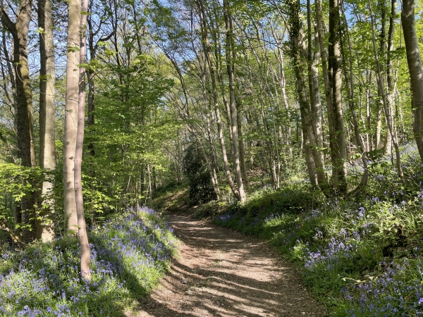 Nous entrons dans le bois des Chevreuils, en descente ici, et en montée un peu plus loin.