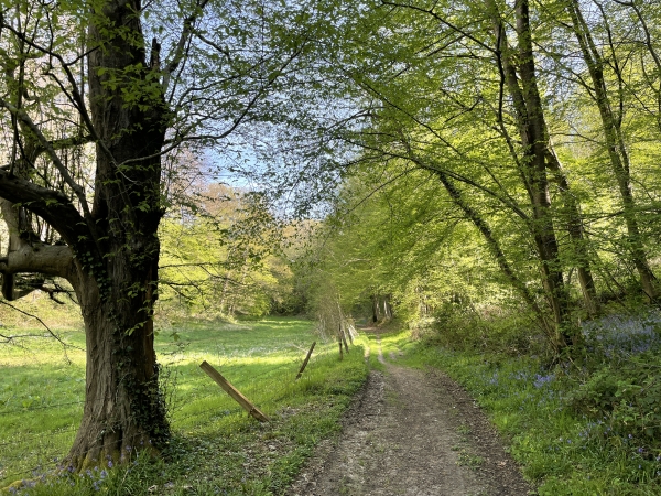 Bois des Chevreuils.