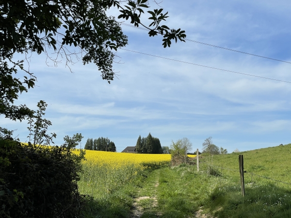Nous sortons du bois non loin d'Anquetierville, mais au sommet nous tournerons à droite, vers le nord-ouest.